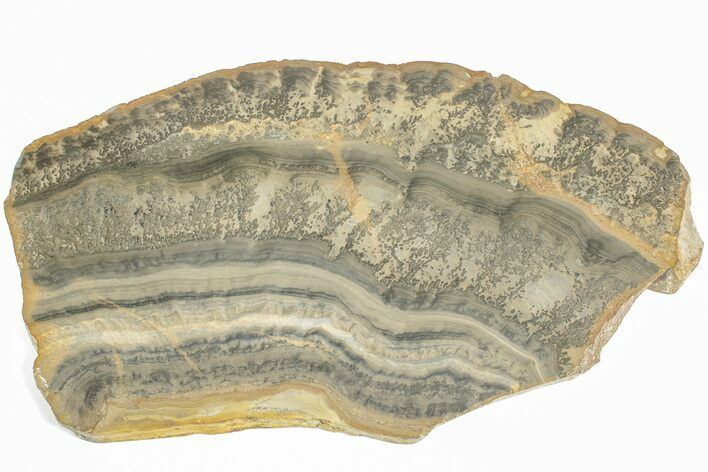 Triassic Aged Stromatolite Fossil - England #211709